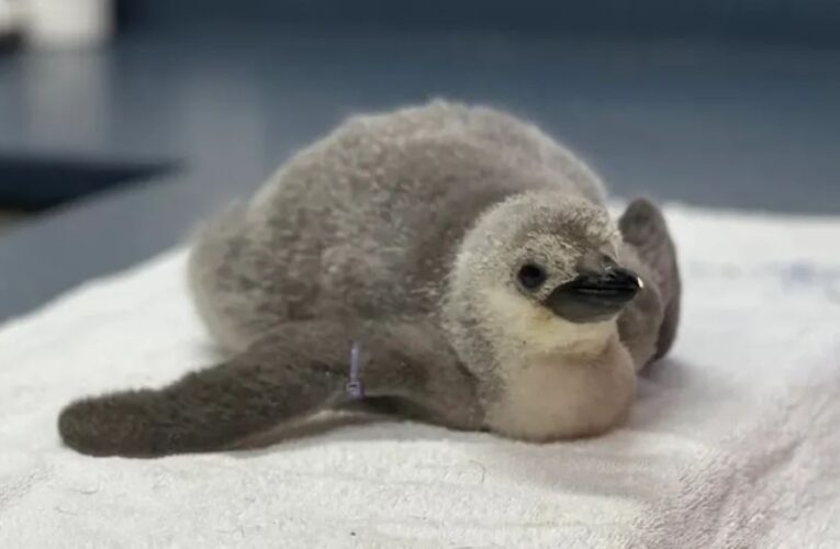 ¡León hace historia! Nace el primer pingüino barbijo bajo cuidado humano profesional en Latinoamérica