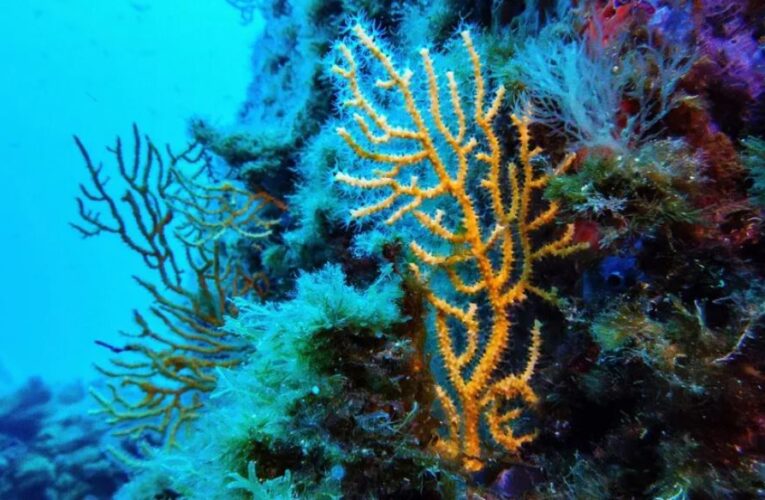 Tratado de Alta Mar: Esto sabemos del acuerdo que firmaron 83 países para salvar el 30% de los océanos