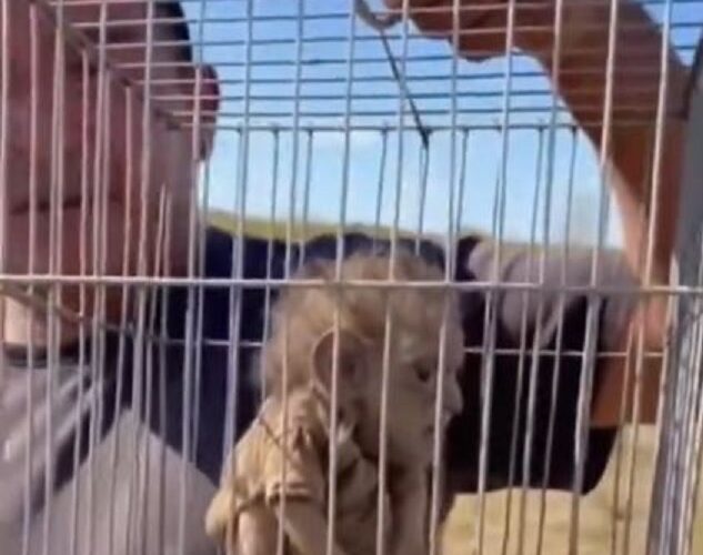 ¡Impresionante! muestran supuesto chaneque capturado en Veracruz