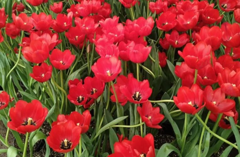 Atlixco impulsa la producción de tulipán holandés rumbo al 14 de febrero