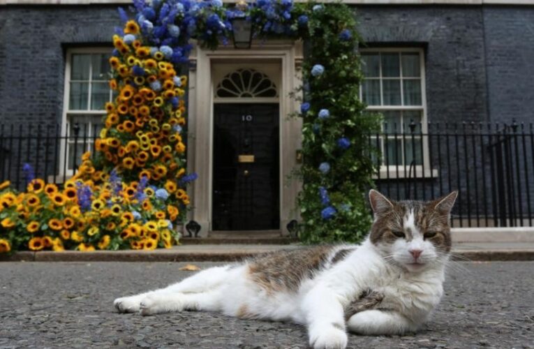 Larry, el gato político de Reino Unido, celebra 15 años en Downing Street