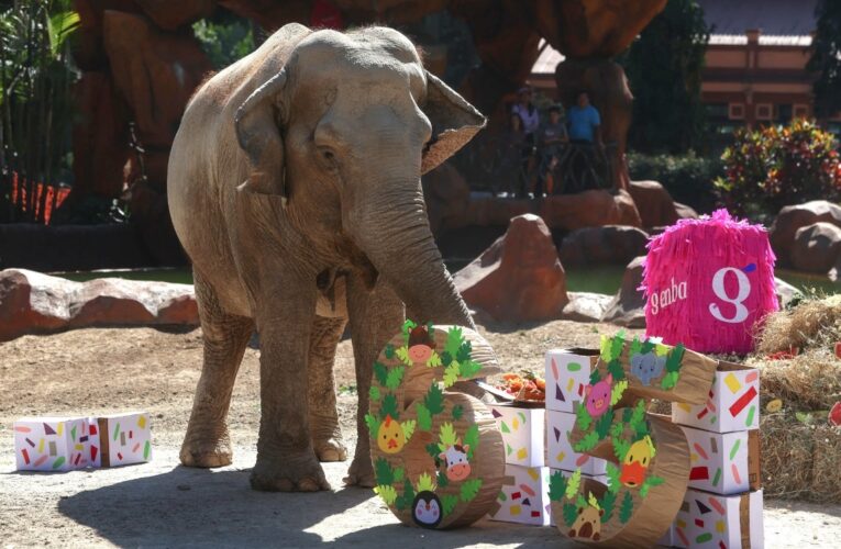 Trompita, la elefanta rescatada de un circo, celebra su cumpleaños 65