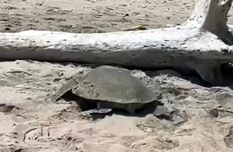 Arriban tortugas a playas de Tamaulipas en medio de derrame