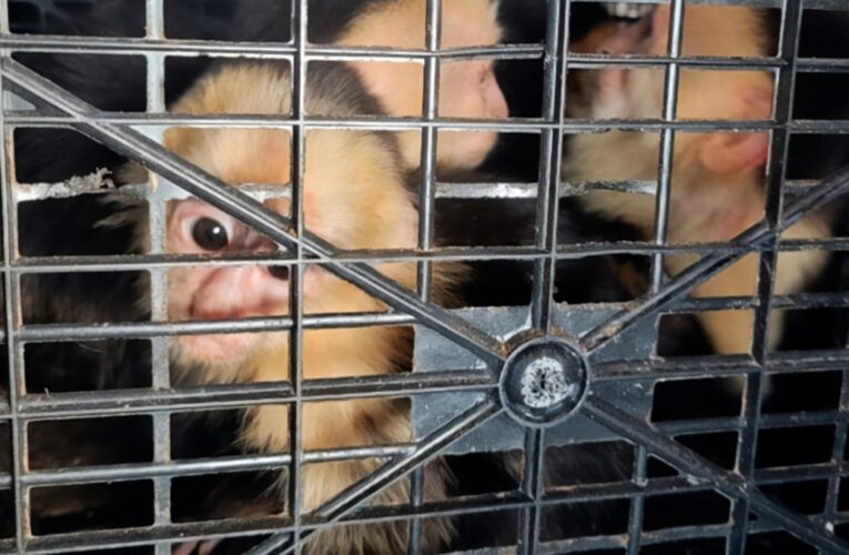 Rescatan 10 monos capuchinos transportados ilegalmente en Tabasco