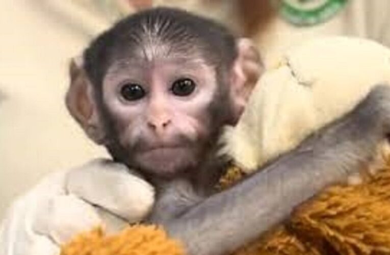 Conoce a «Punch mexicano», el mono bebé que conmueve a las redes sociales