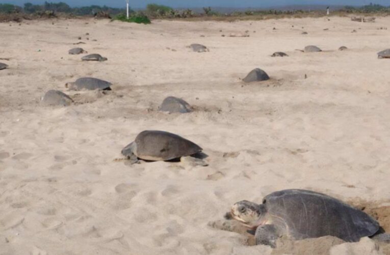 Vigila Profepa arribo de 21 mil tortugas golfinas en Oaxaca