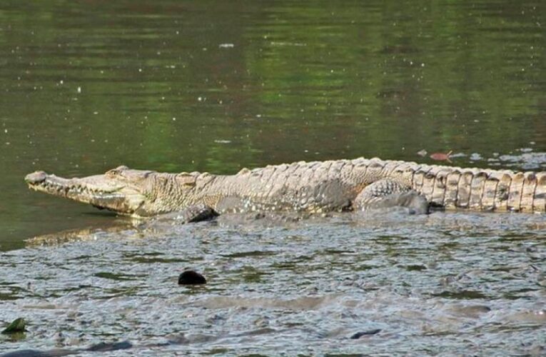 Alerta por muerte de 11 cocodrilos en Puerto Vallarta; matarlos es delito